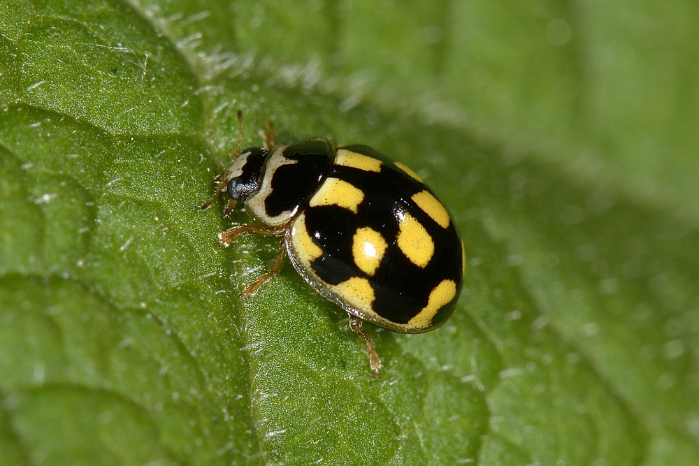 Coccinellidae: Propylea quatuordecimpunctata? S.